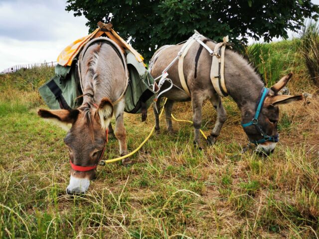 Week-end familial“Les ÉTOILES sur les chemins de Compostelle” _Vendredi 22 mai au Lundi 25 Mai 2026